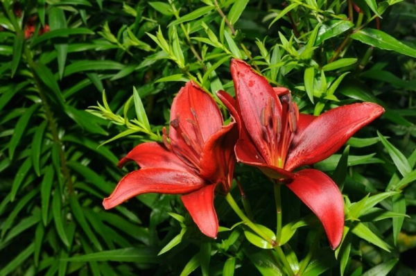 Лилии: оптимальные подкормки для получения пышного цветения
